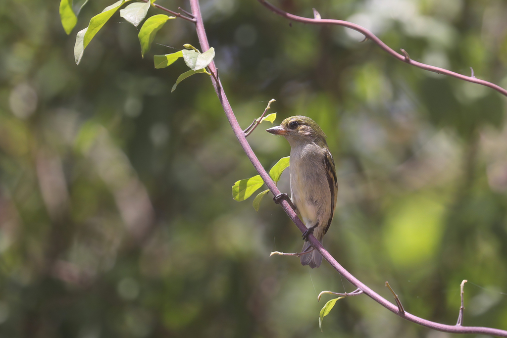 Green Tinkerbird