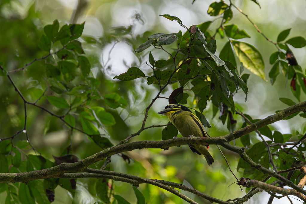 Red-rumped Tinkerbird