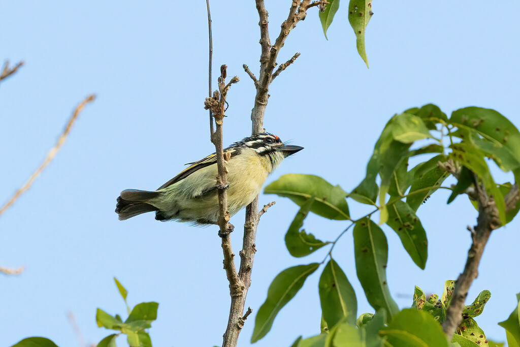 Northern Red-fronted Tinkerbird