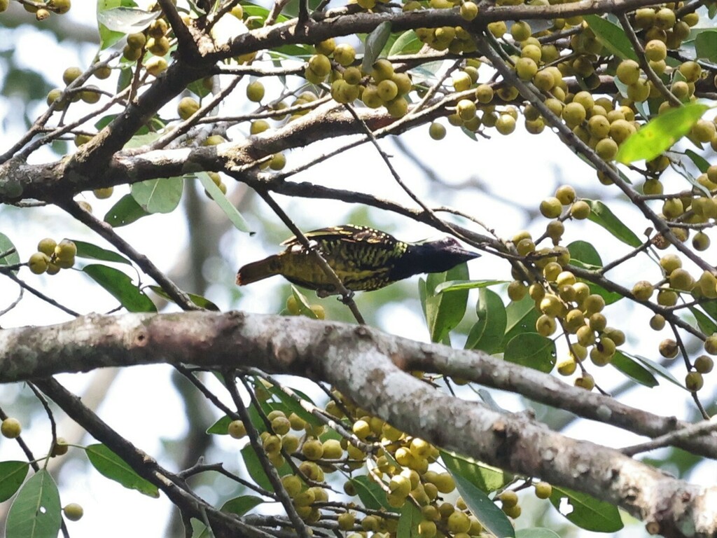 Yellow-spotted Barbet