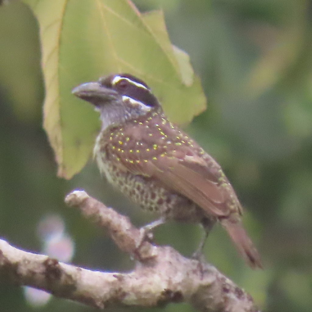 Hairy-breasted Barbet