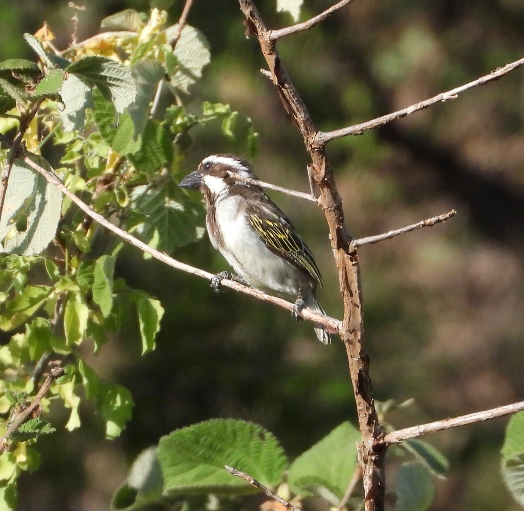 Barbudo Cabecinegro