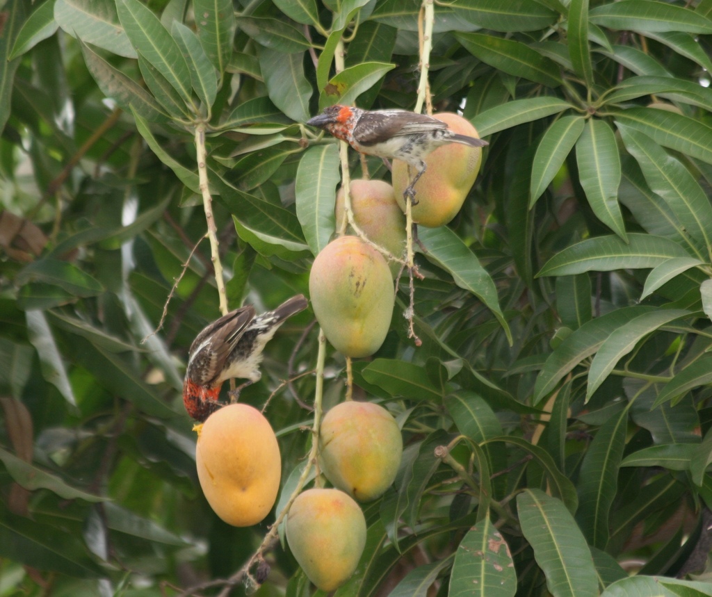 Vieillot’s Barbet