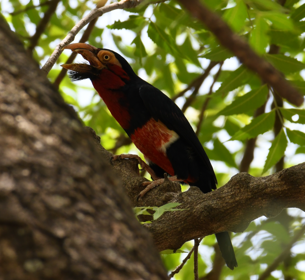 Bearded Barbet