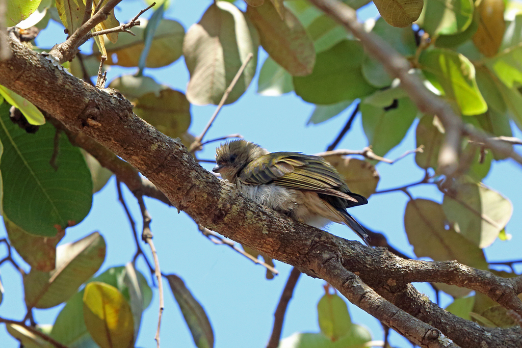 Pallid Honeyguide