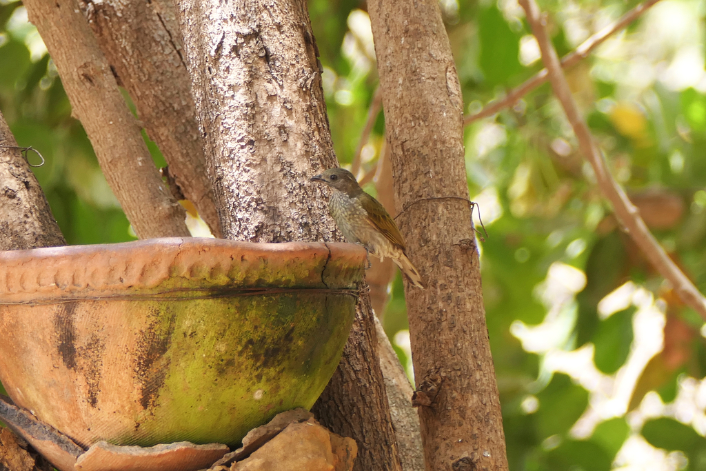 Spotted Honeyguide