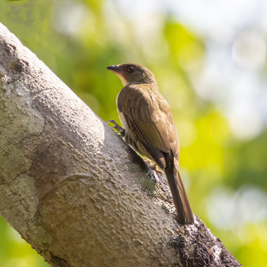 Malaysian Honeyguide