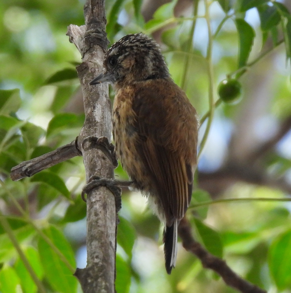 Mottled Piculet