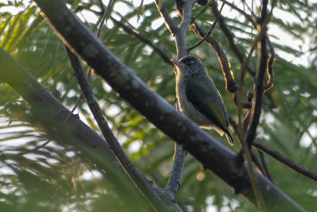 Plain-breasted Piculet