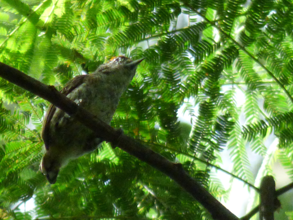 Fine-barred Piculet