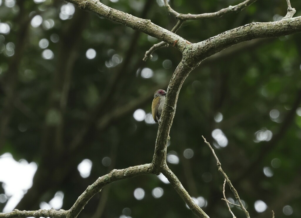 African Piculet