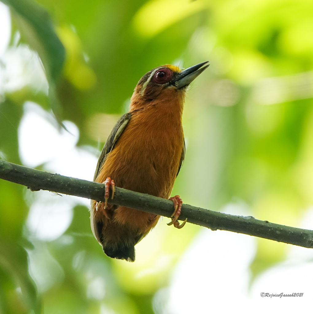 White-browed Piculet