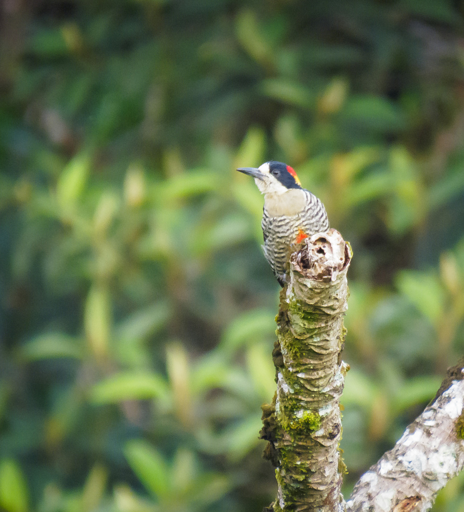 Beautiful Woodpecker