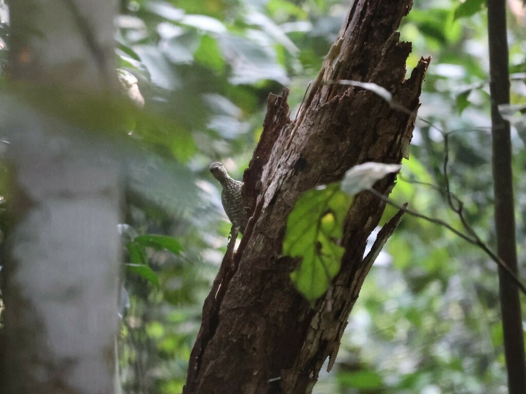 Buff-spotted Woodpecker