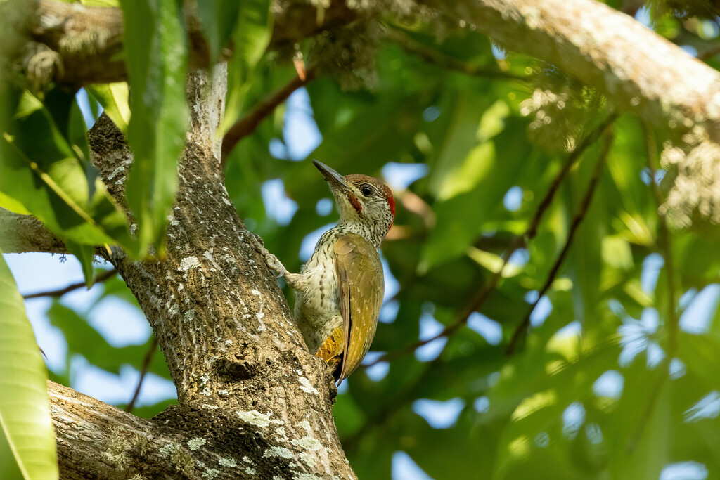 Mombasa Woodpecker