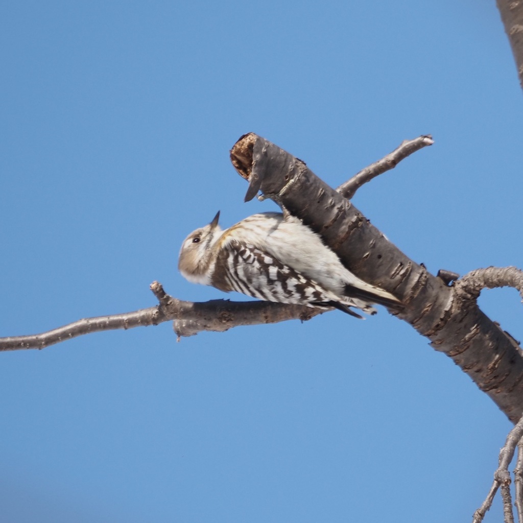 Japanese Pygmy Woodpecker