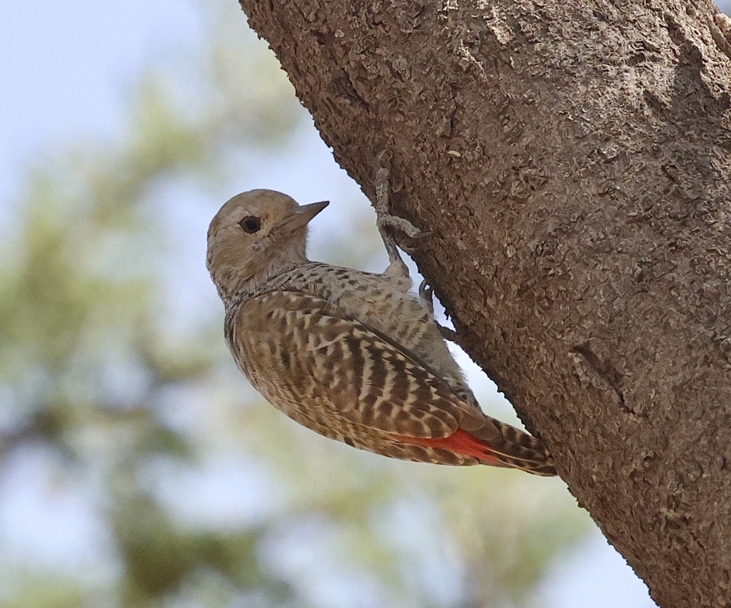 Little Grey Woodpecker