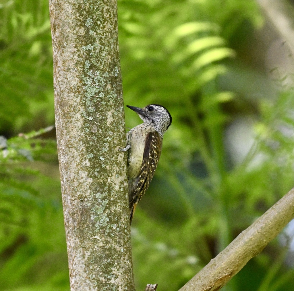 Speckle-breasted Woodpecker