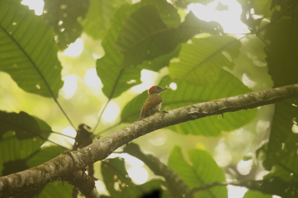 Elliot’s Woodpecker