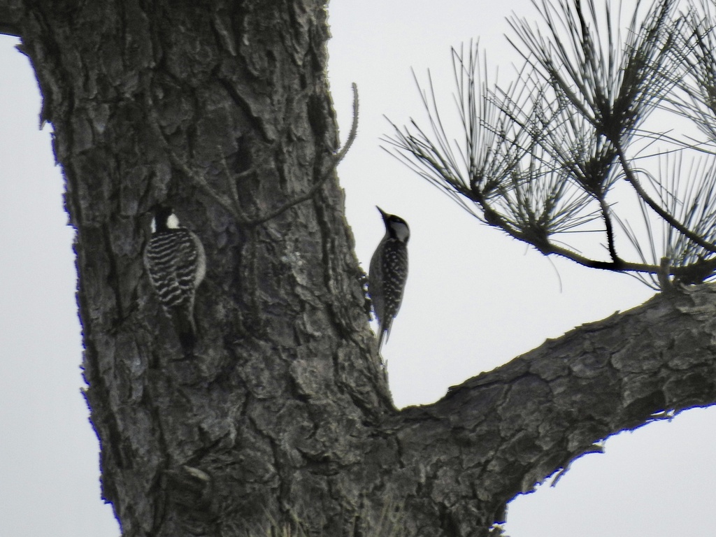 Red-cockaded Woodpecker