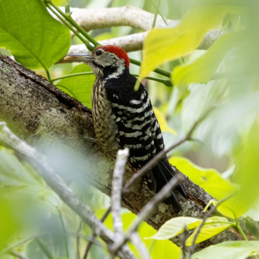 Stripe-breasted Woodpecker