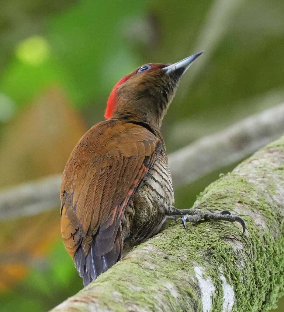 Rufous-winged Woodpecker