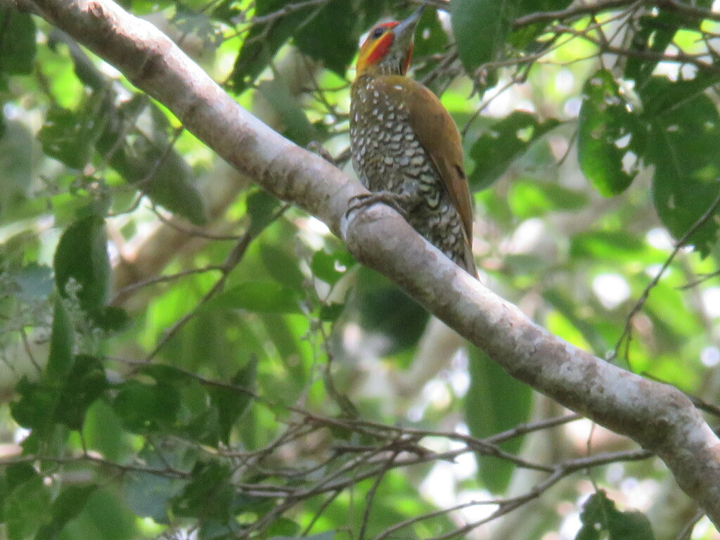 Carpintero Gorjiblanco