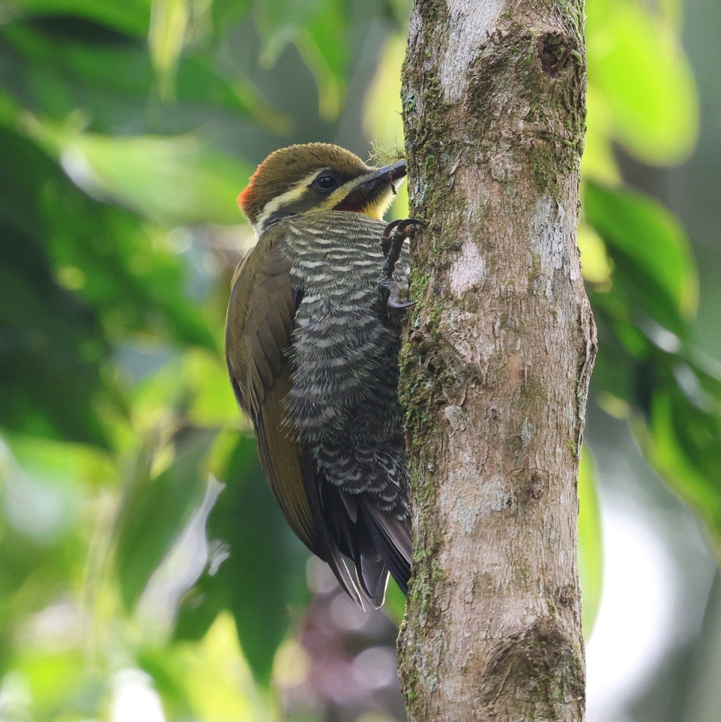 Yellow-browed Woodpecker