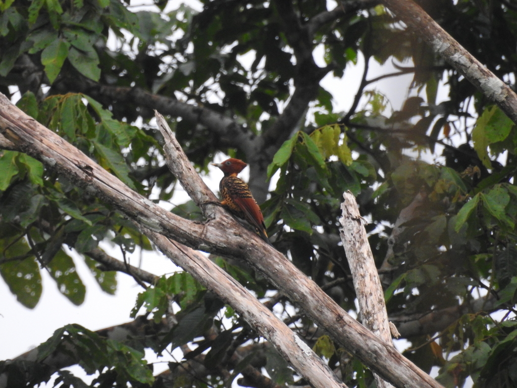Rufous-headed Woodpecker