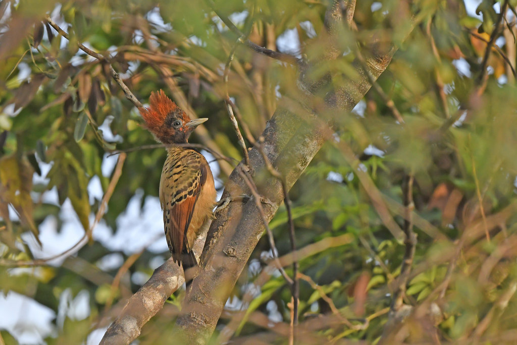 Carpintero de Kaempfer
