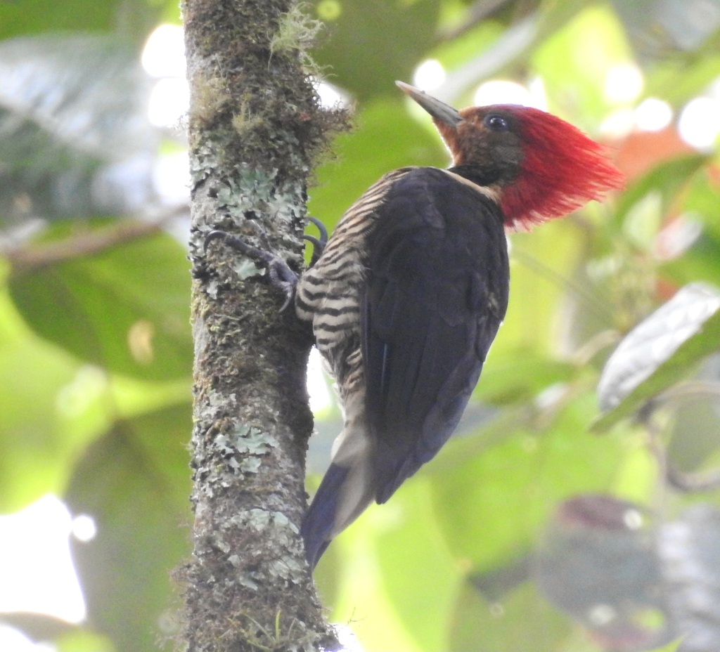 Helmeted Woodpecker