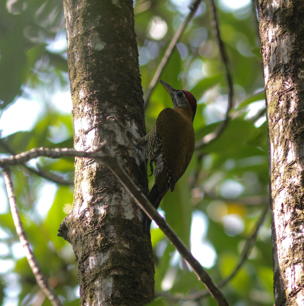 Streak-breasted Woodpecker