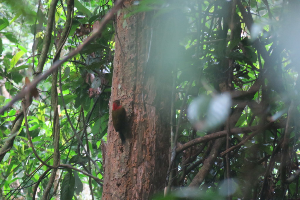 Red-collared Woodpecker