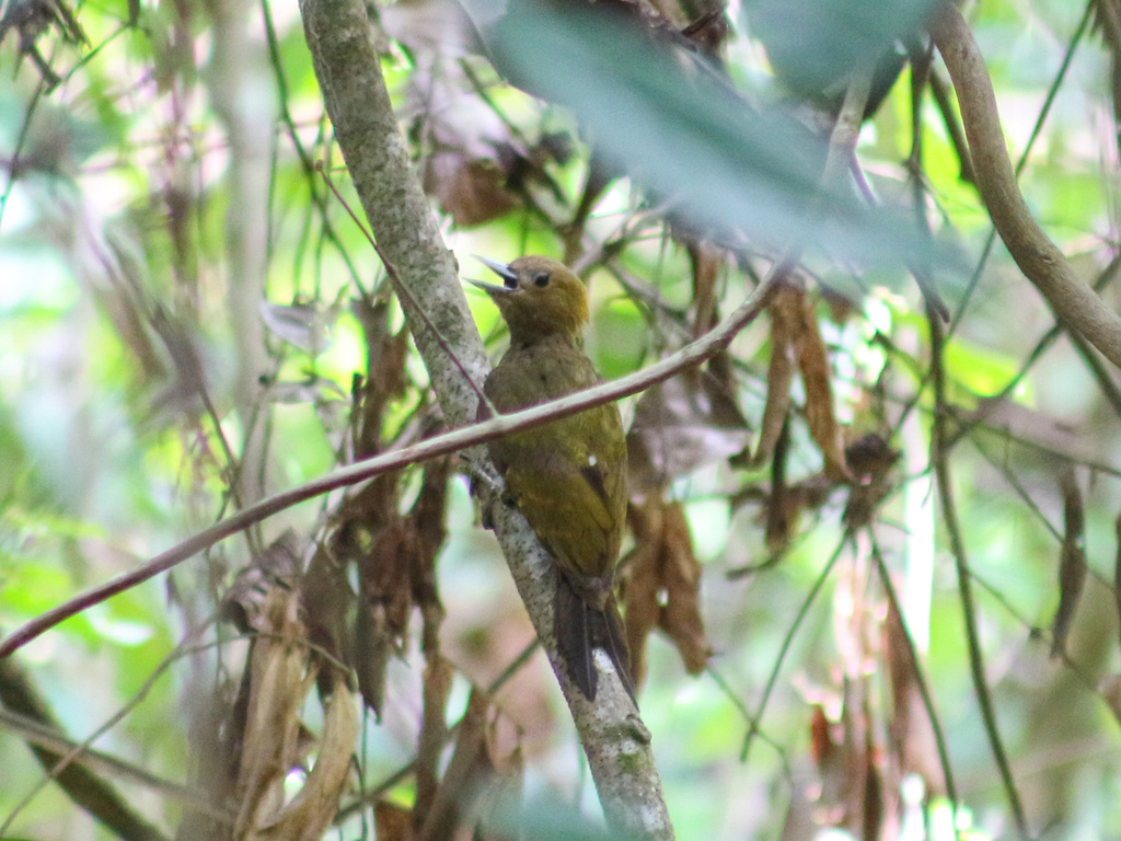 Bamboo Woodpecker