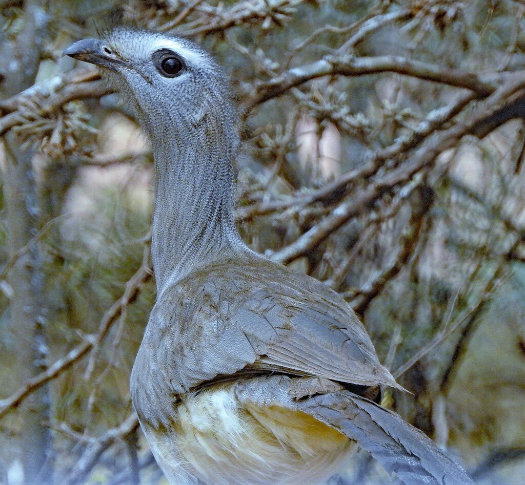 Black-legged Seriema