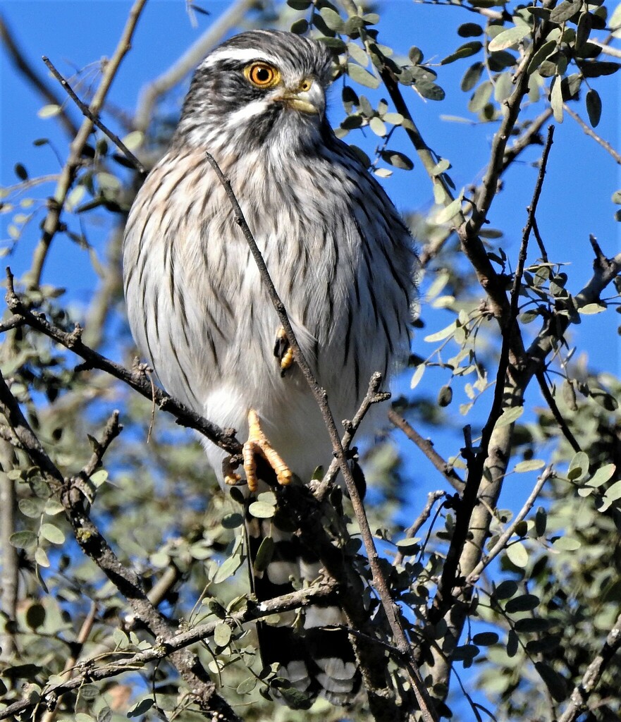 Spot-winged Falconet