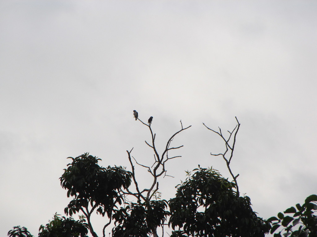 Pied Falconet