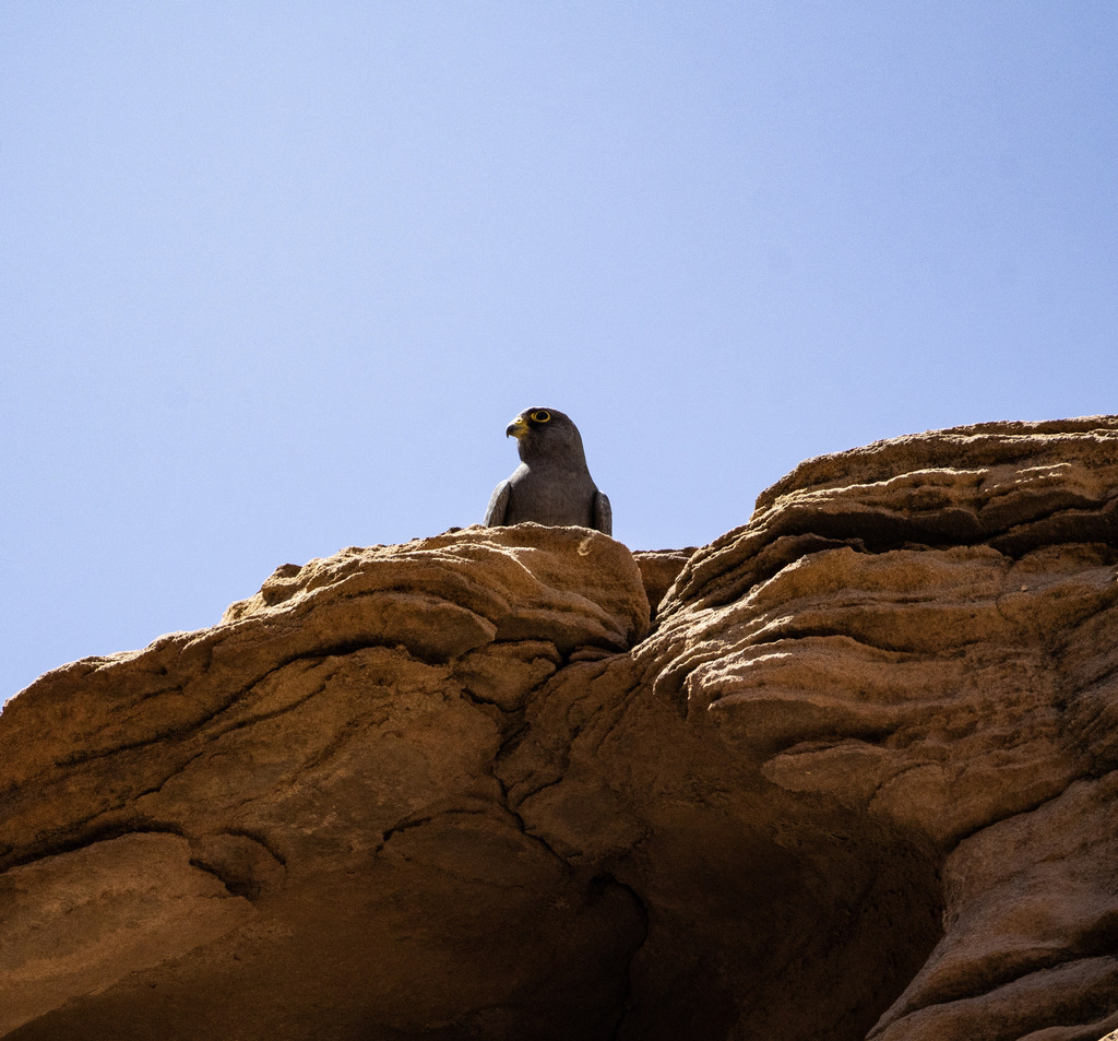 Sooty Falcon