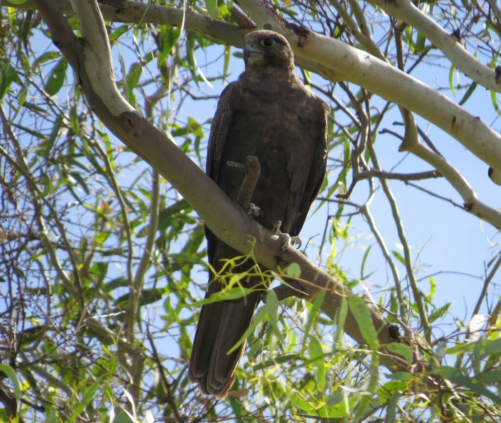 Black Falcon