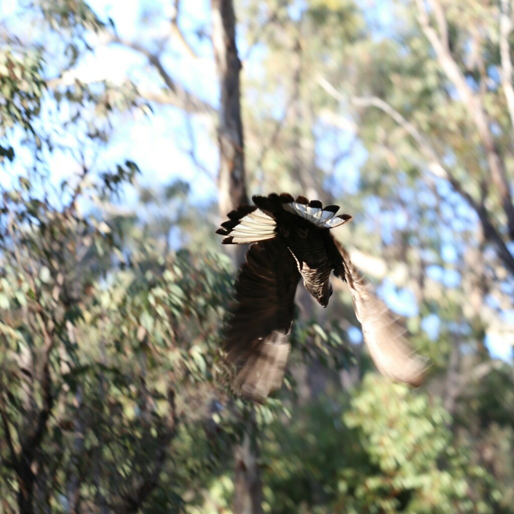 Baudin’s Black Cockatoo