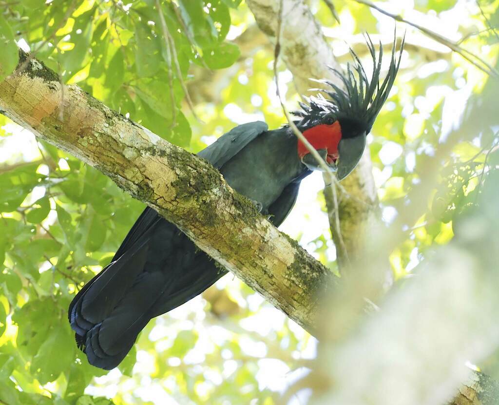 Palm Cockatoo