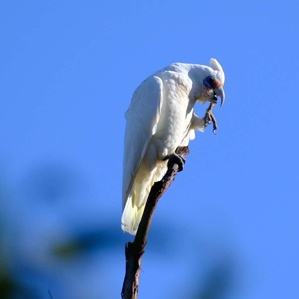 Western Corella