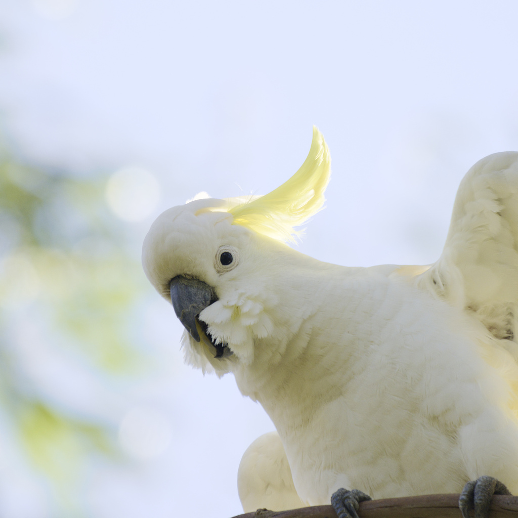 Sulphur-crested Cockatoo