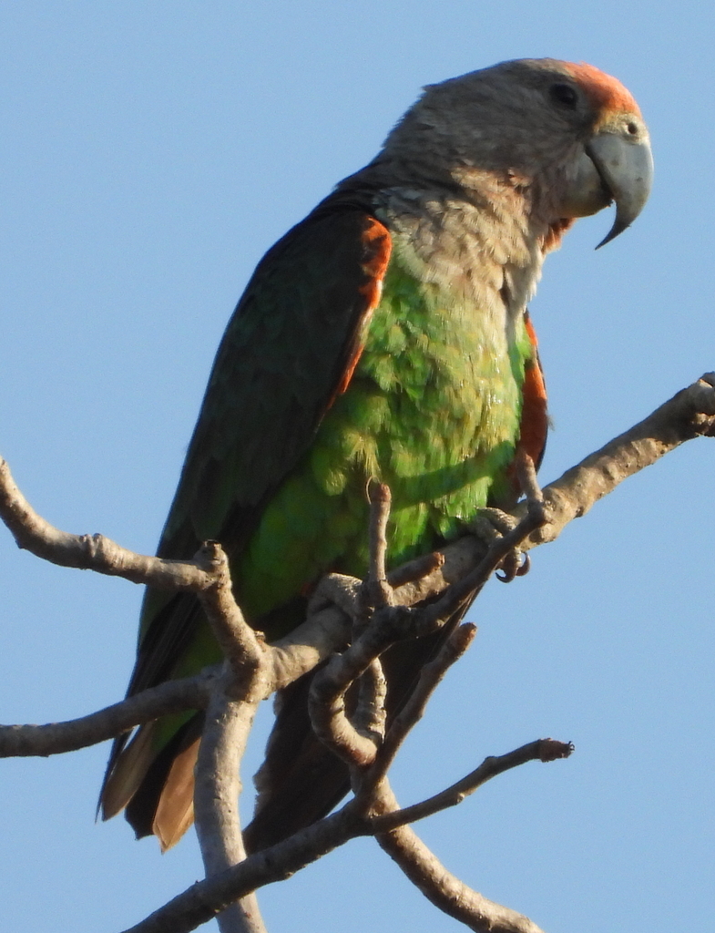 Brown-necked Parrot