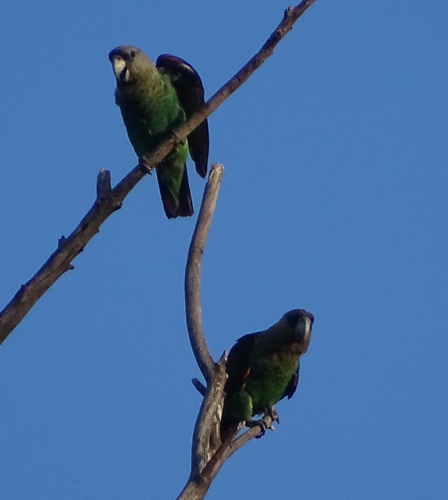 Cape Parrot
