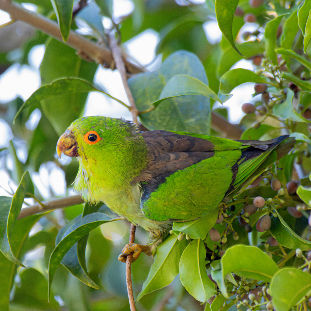 Brown-backed Parrotlet