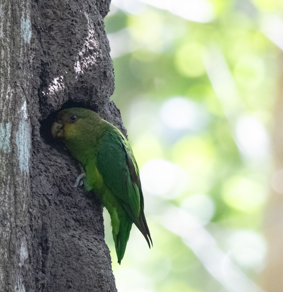 Golden-tailed Parrotlet