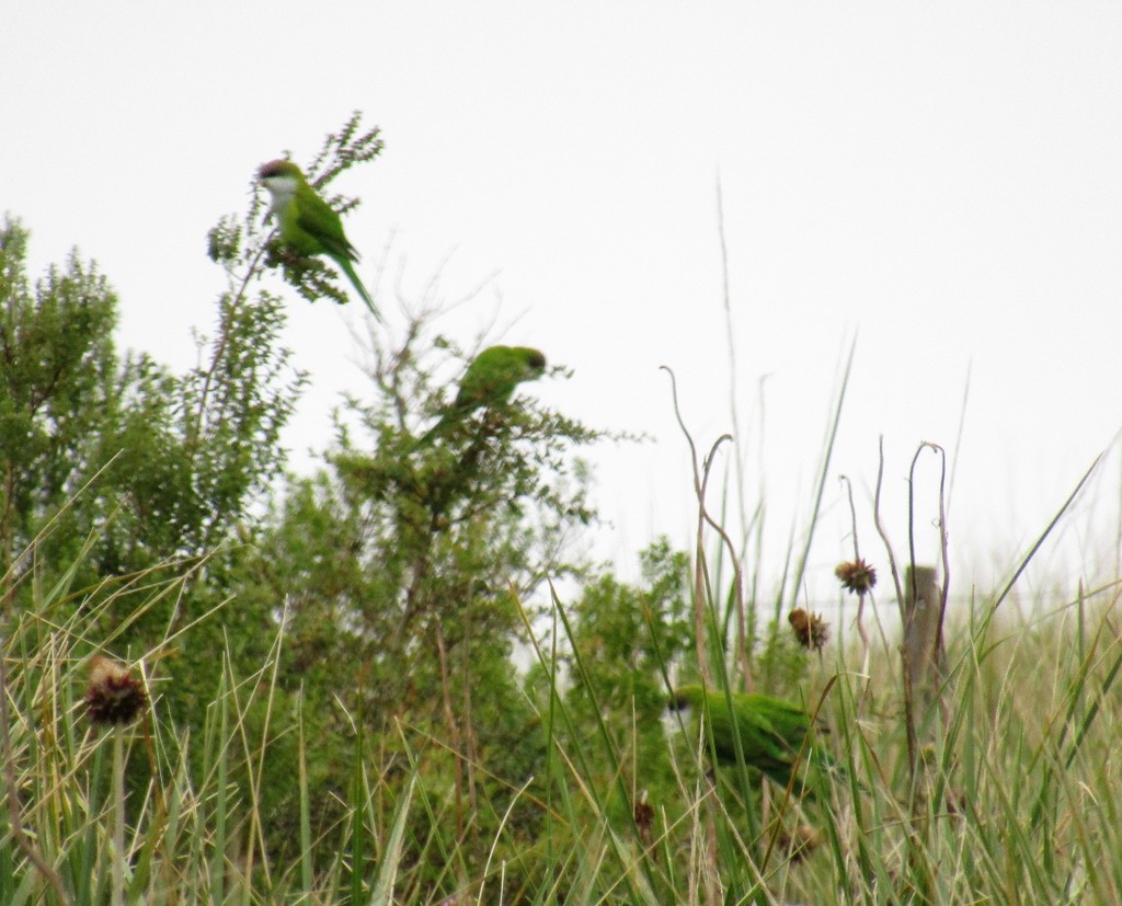 Grey-hooded Parakeet