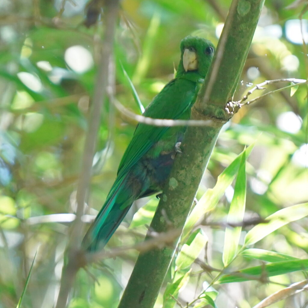 Blue-bellied Parrot