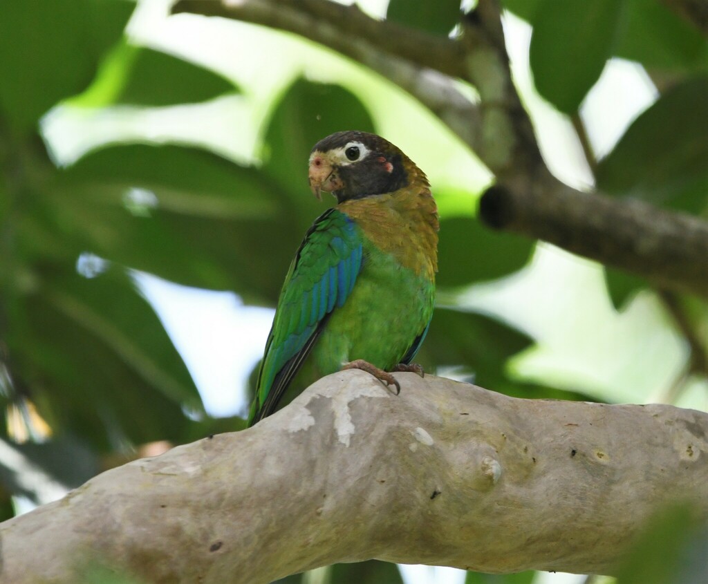 Brown-hooded Parrot